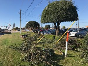 Best Choice Tree Care, a cut above the rest in tree services and tree care
