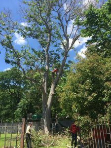 Best Choice Tree Care, a cut above the rest in tree services and tree care