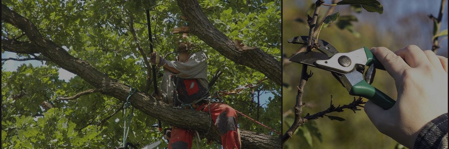 Best Choice Tree Care, a cut above the rest in tree services and tree care