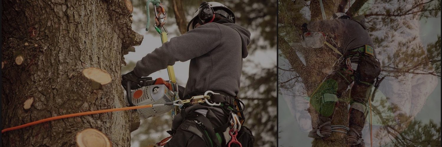 Best Choice Tree Care, a cut above the rest in tree services and tree care