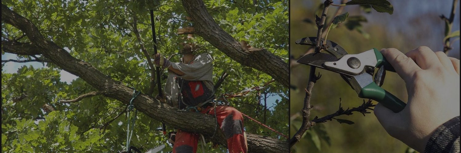 Best Choice Tree Care, a cut above the rest in tree services and tree care