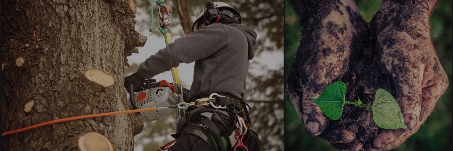 Best Choice Tree Care, a cut above the rest in tree services and tree care